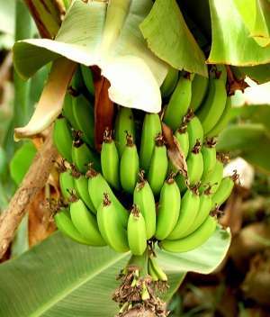 Image Credit: EnzikRights: Creative Commons Share Alike Unported 3.0
Source: http://commons.wikimedia.org/wiki/File:Bananas_-_Morocco.jpg Image de contact